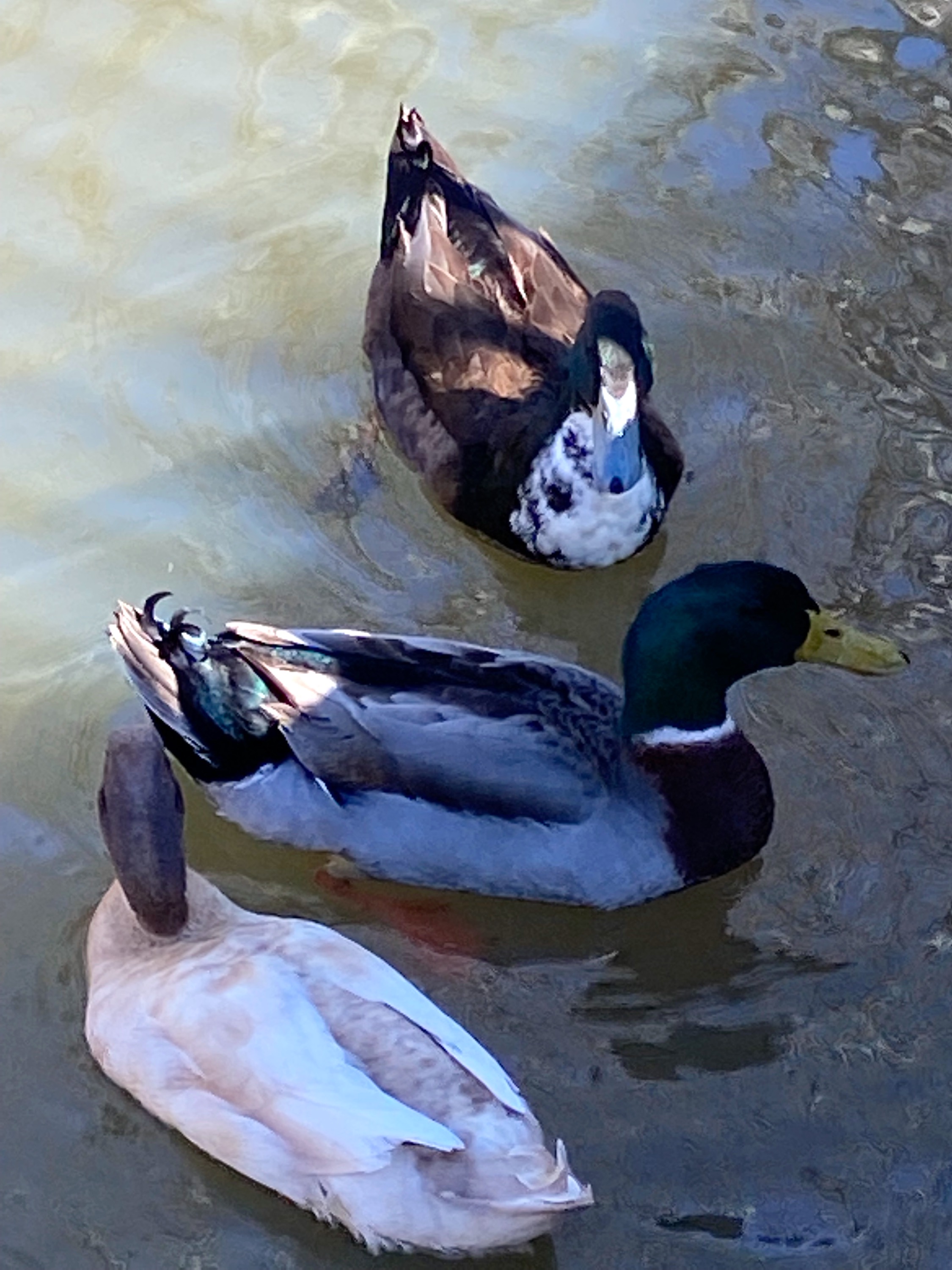 A Walk Around the Lake