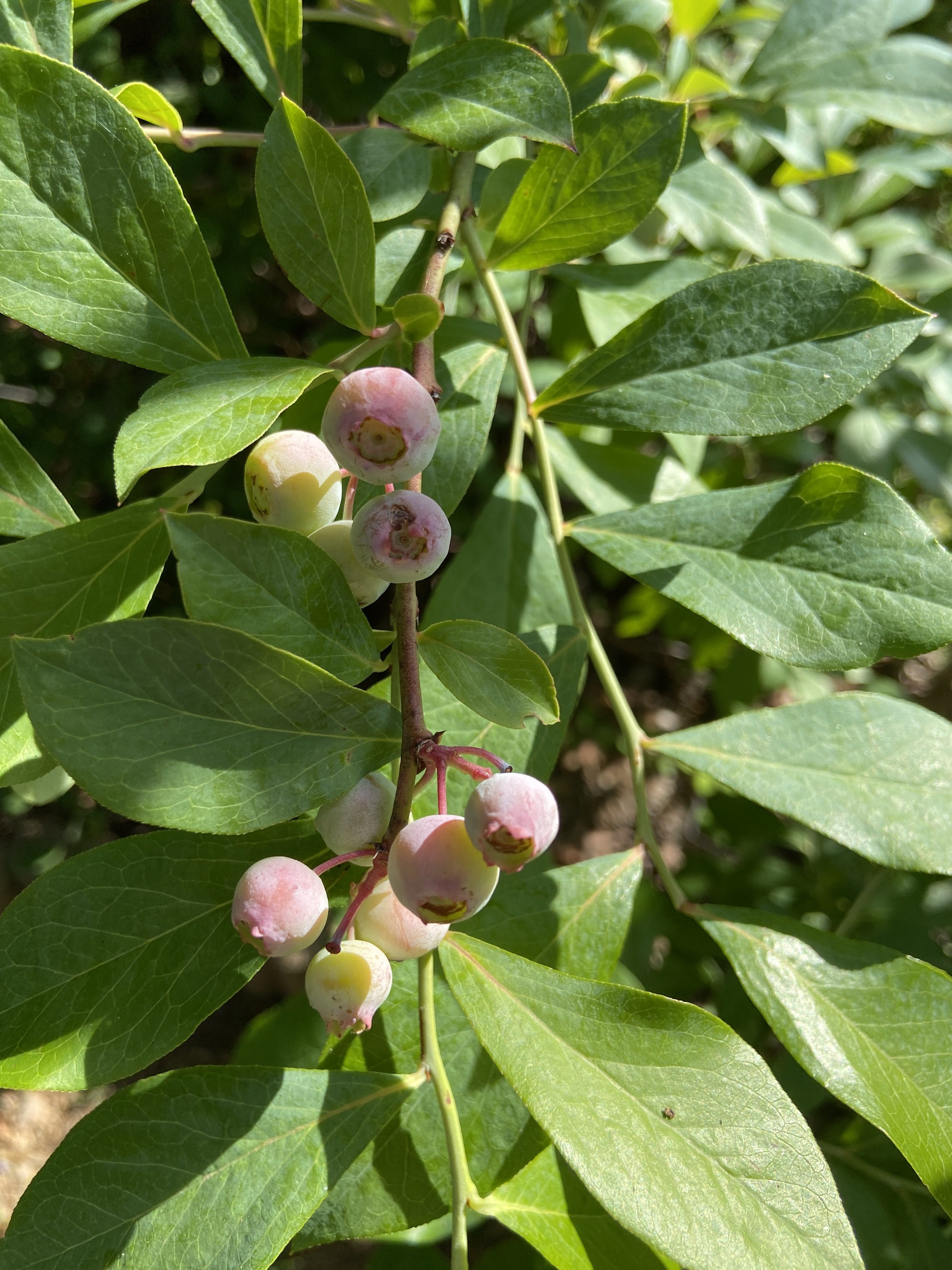 Sunday in the Garden