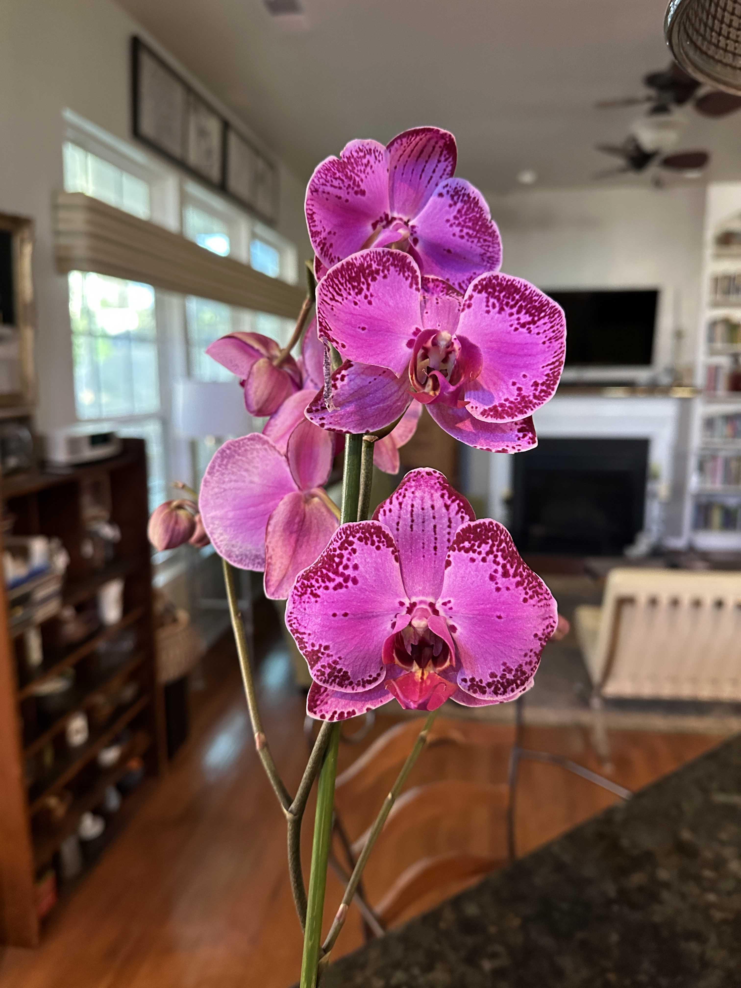 Almost Spring from the Thrift Store