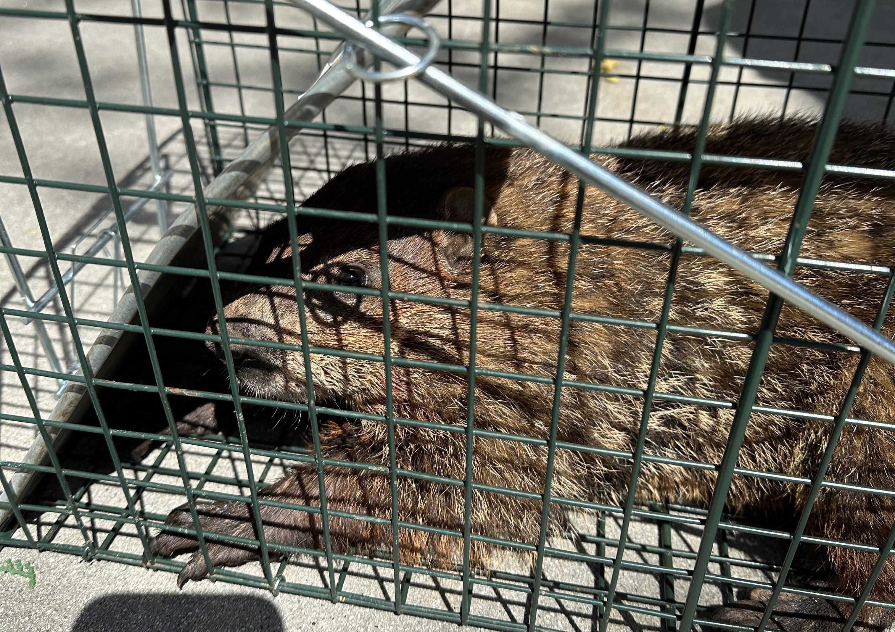 An Unwelcome But Cute Visitor