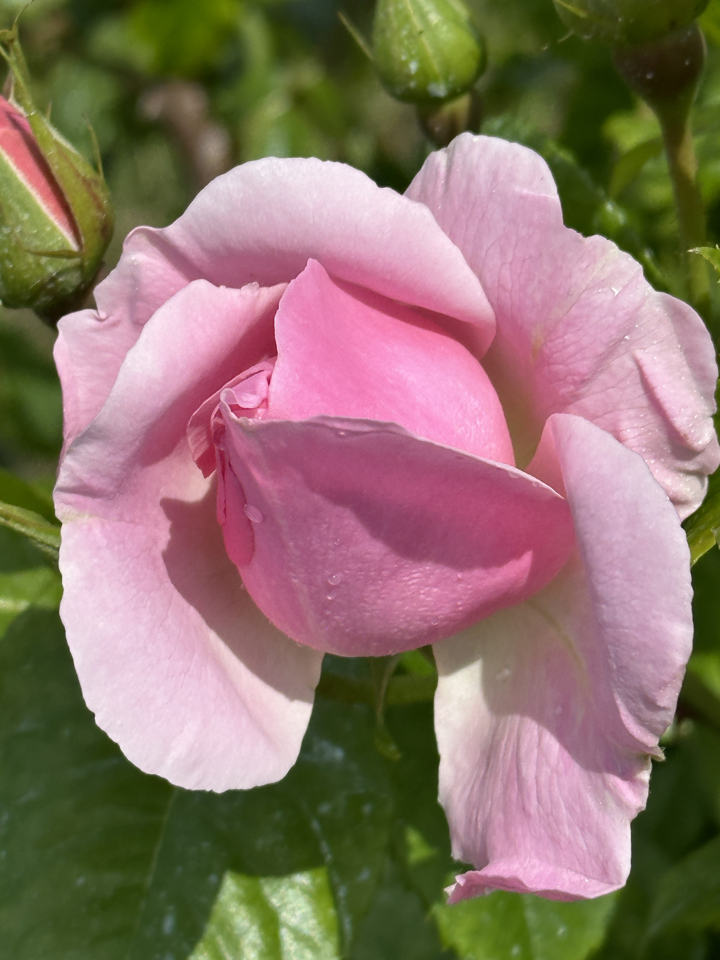 Flowers for Mother’s Day