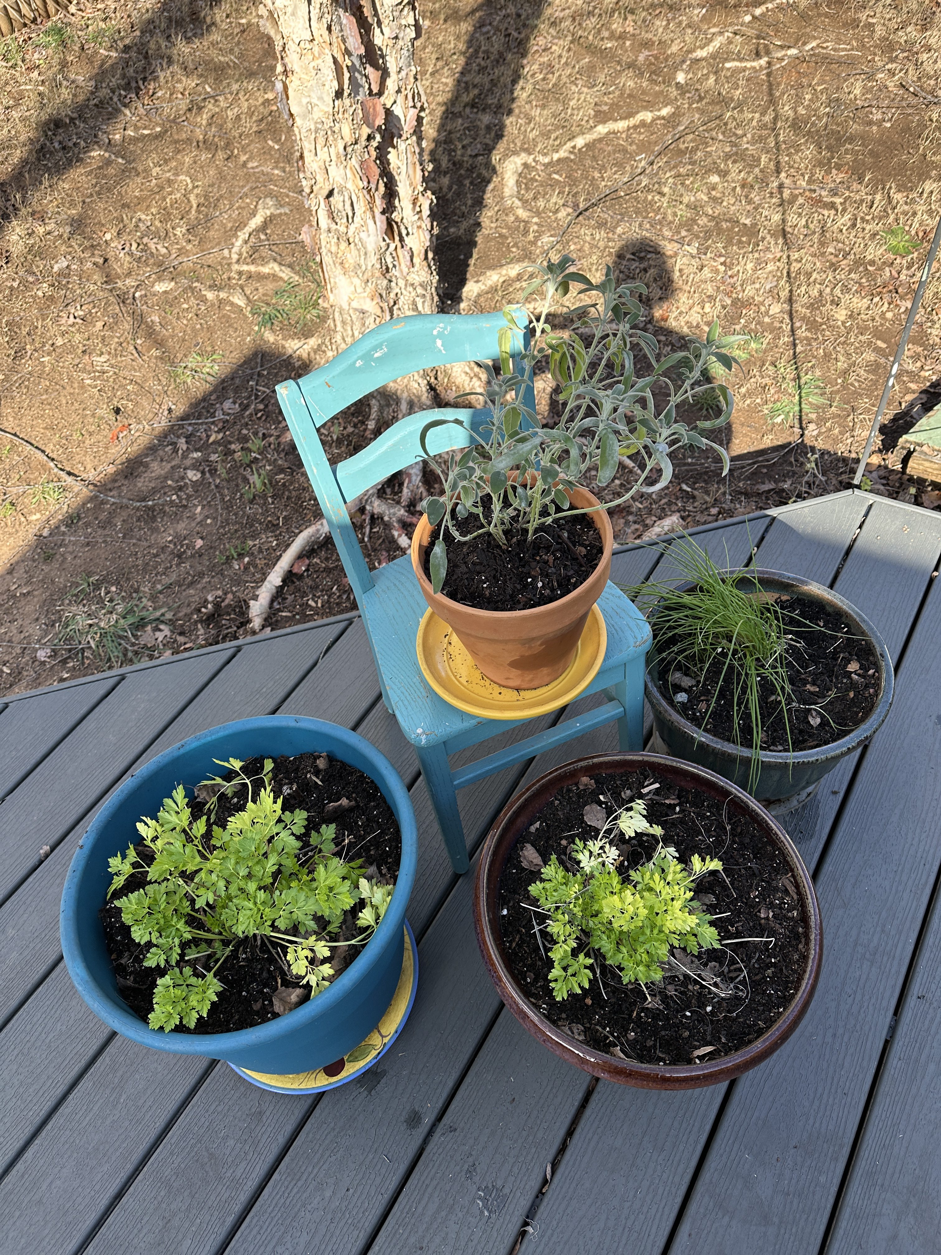 Herbal Container Gardens