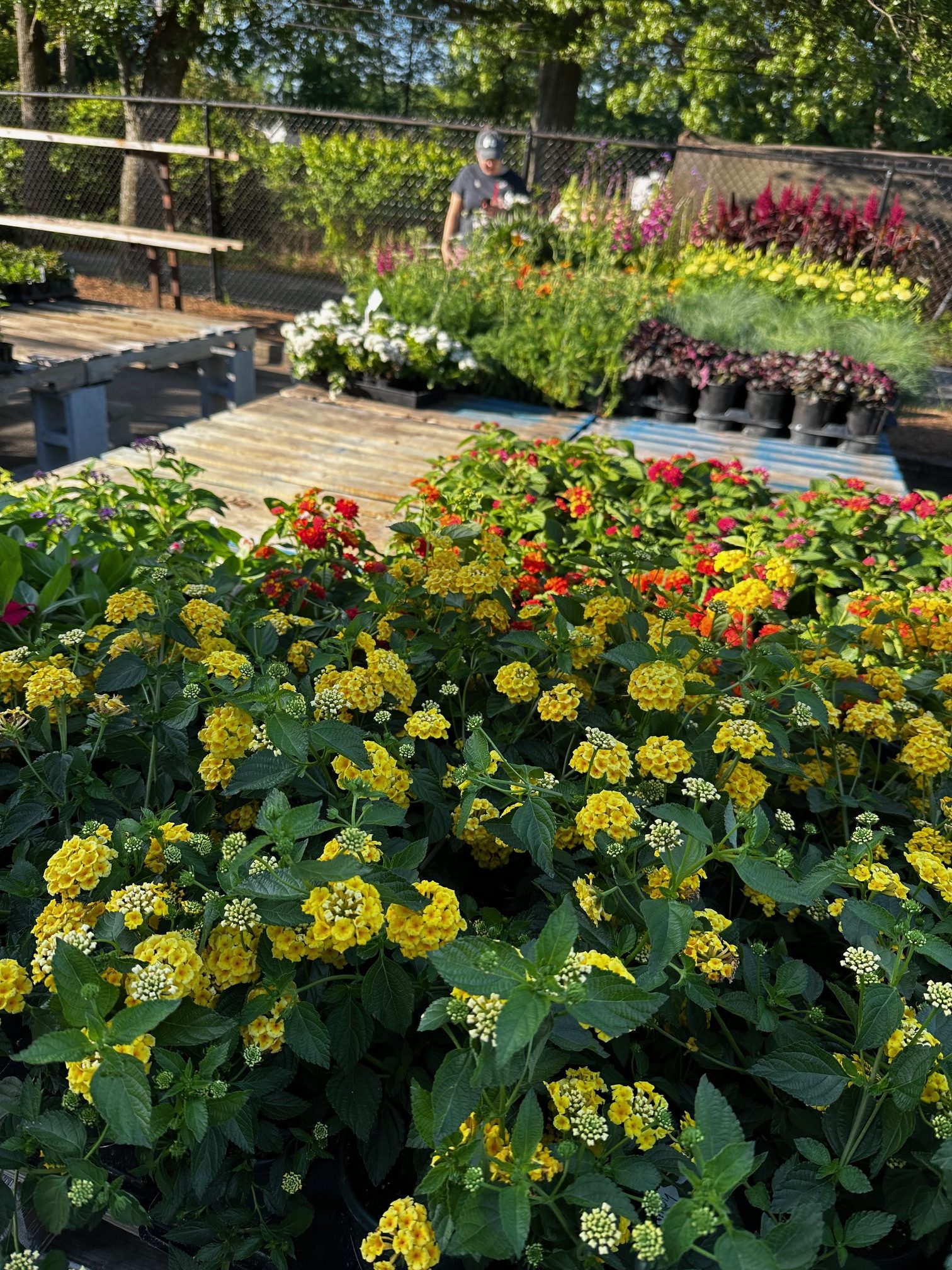 Going to the Flower Festival