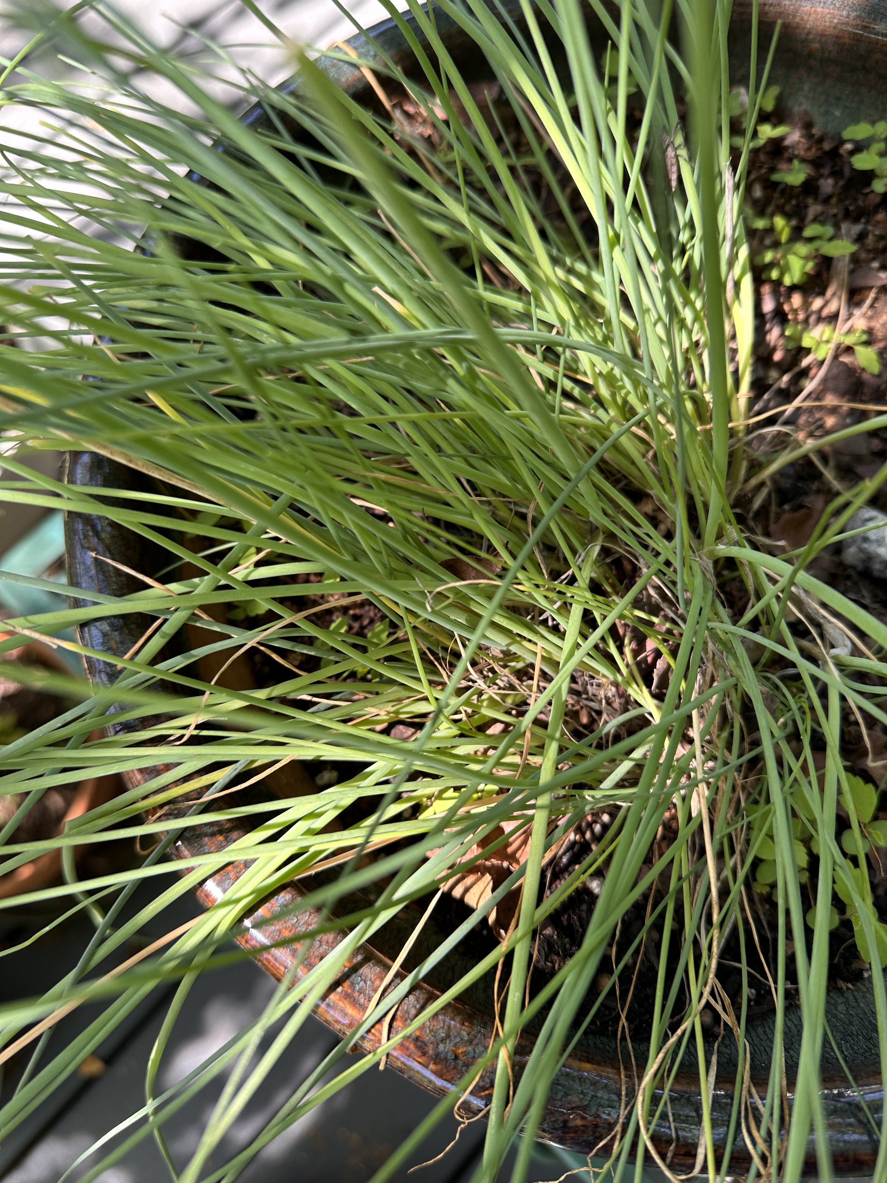 Herbs and a Simple Lunch