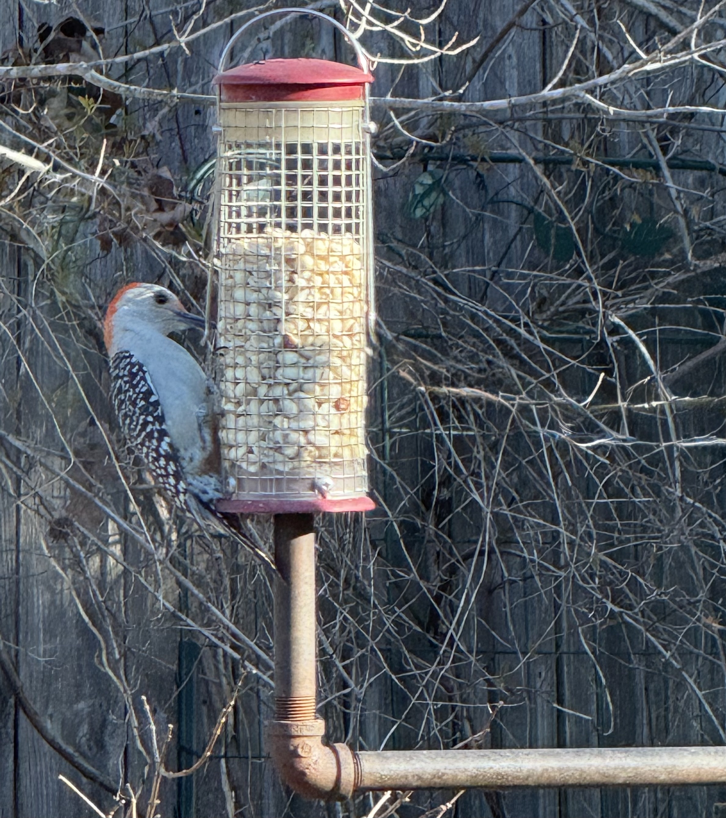 Enjoying the Bird Café: Nature’s Morning Show
