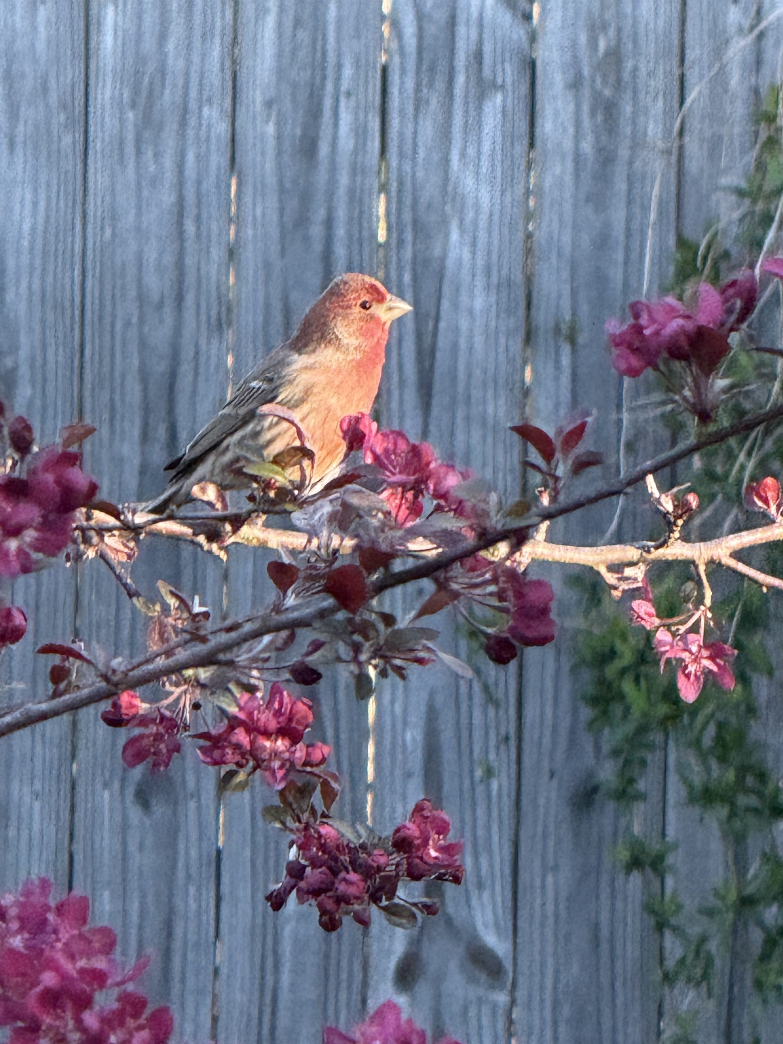 Spring Awakening: A Garden’s Journey