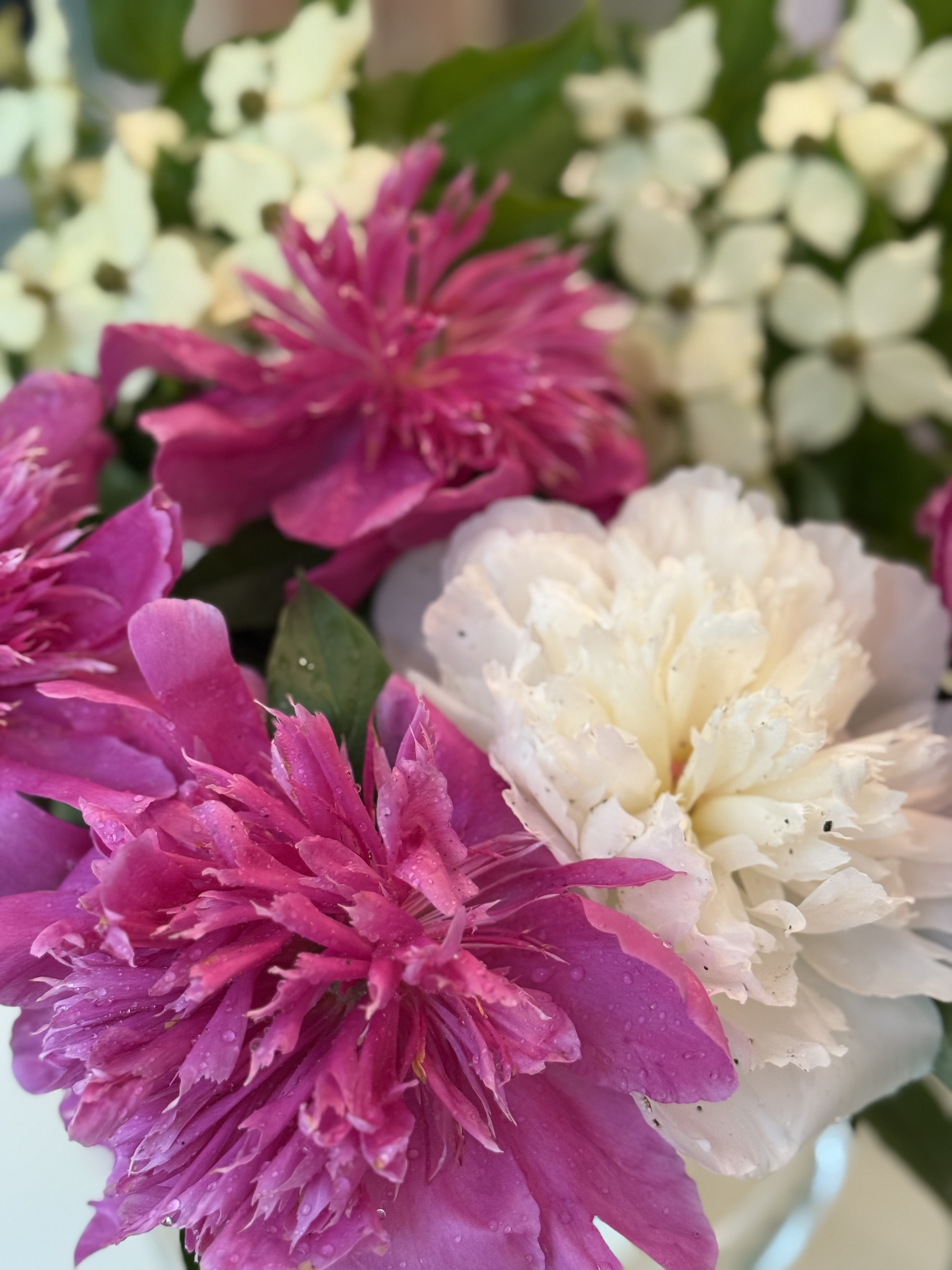 Finding Joy in the Storm: A Gardener’s Perspective