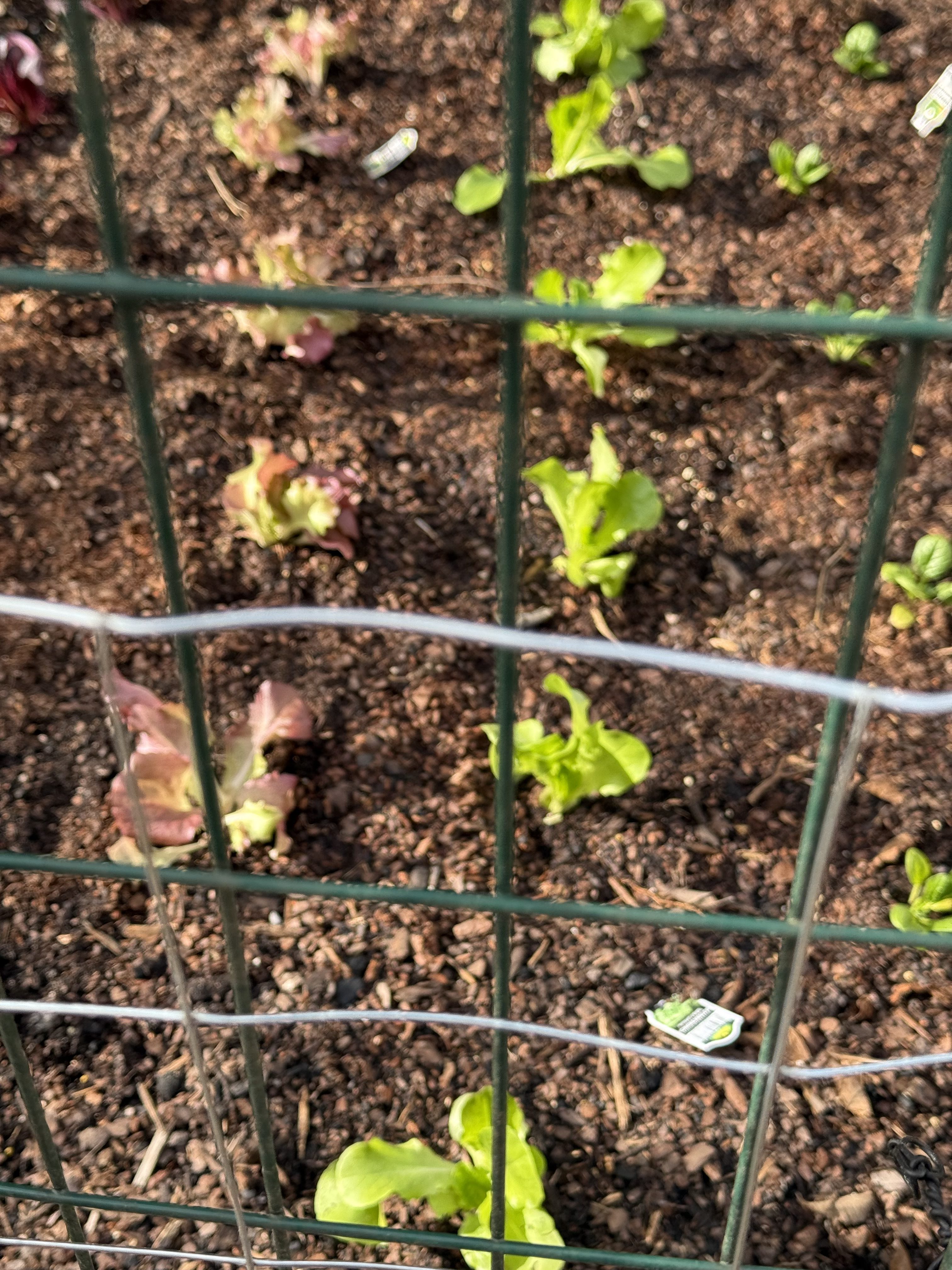 Exploring Nature: The Joys of Spring Gardening