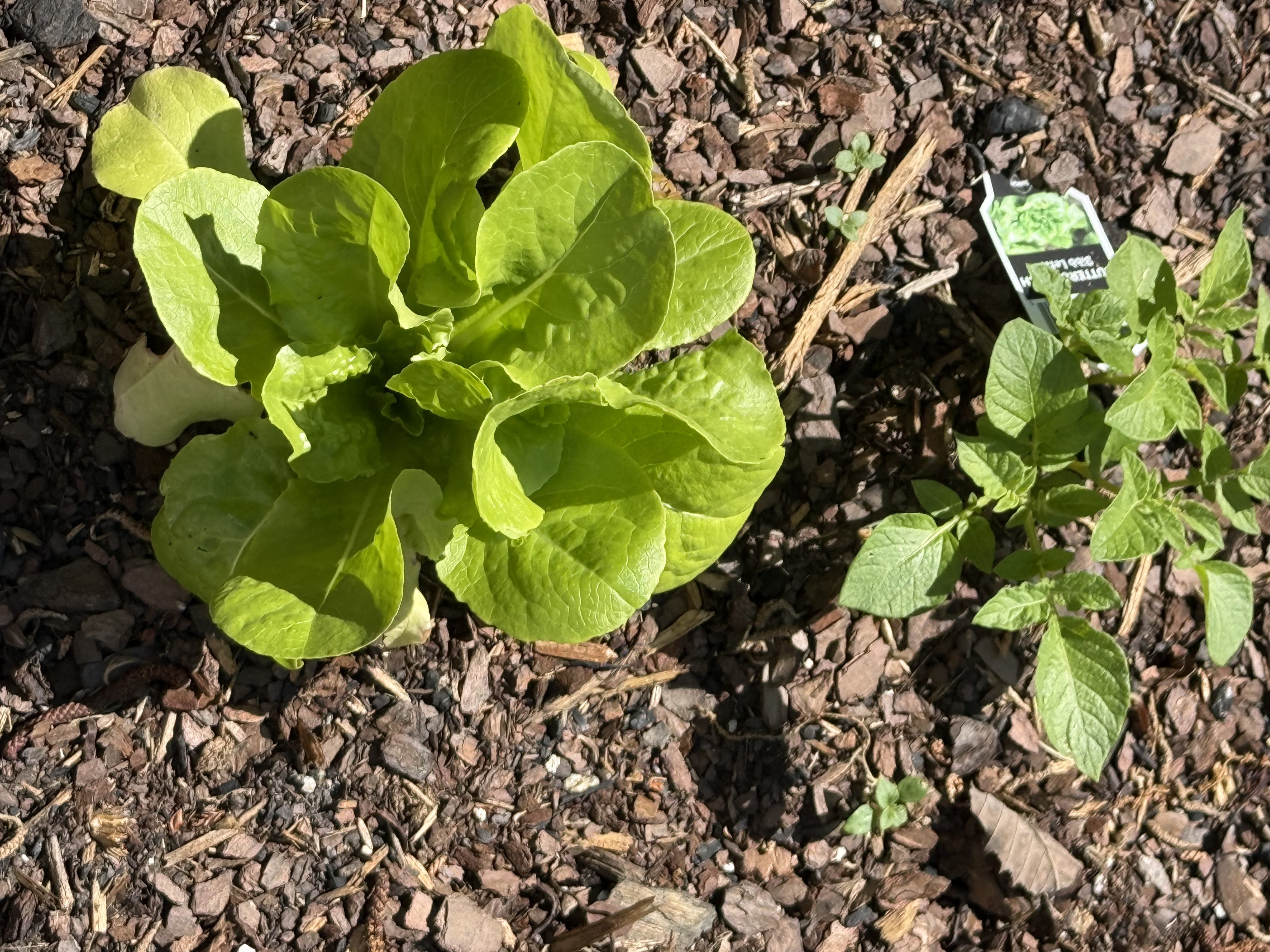 Nurturing Beauty: Spring Delights in the Garden