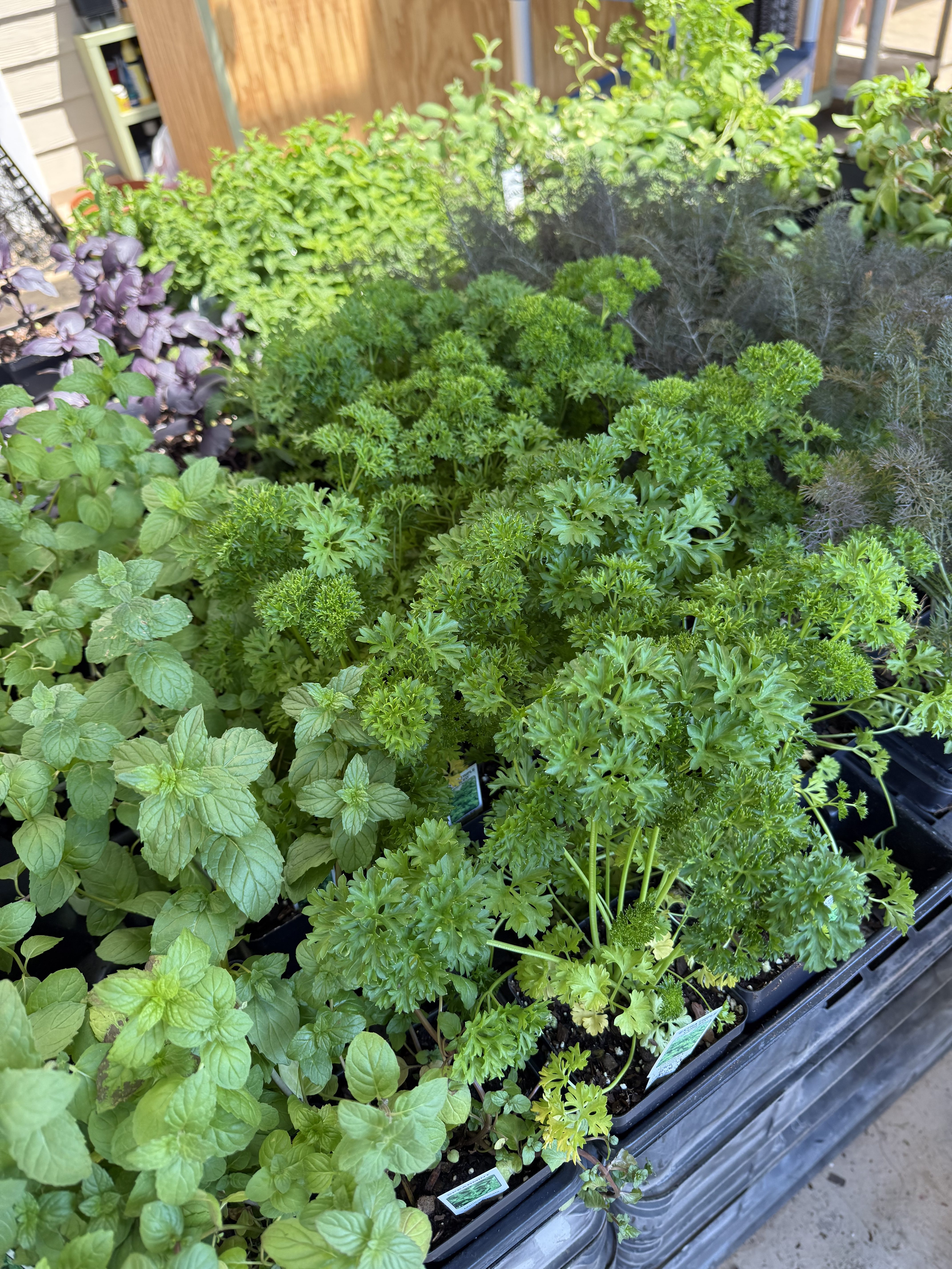 Exploring the Joy of Flower Festivals